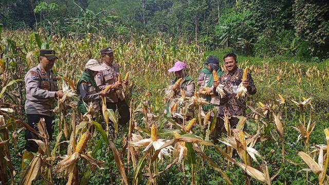 panen-jagung-serentak